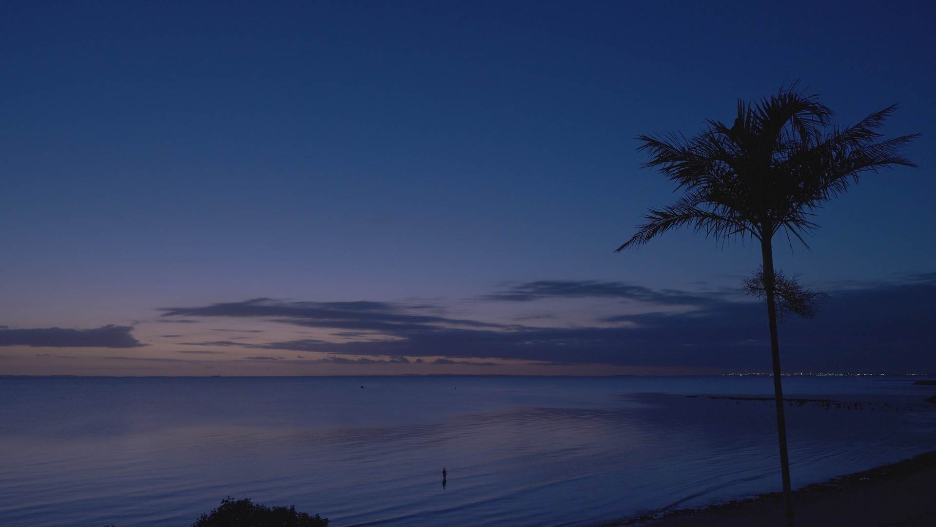 Palm silhouetted against the bay at blue hour, a lone figure wading in the shallows