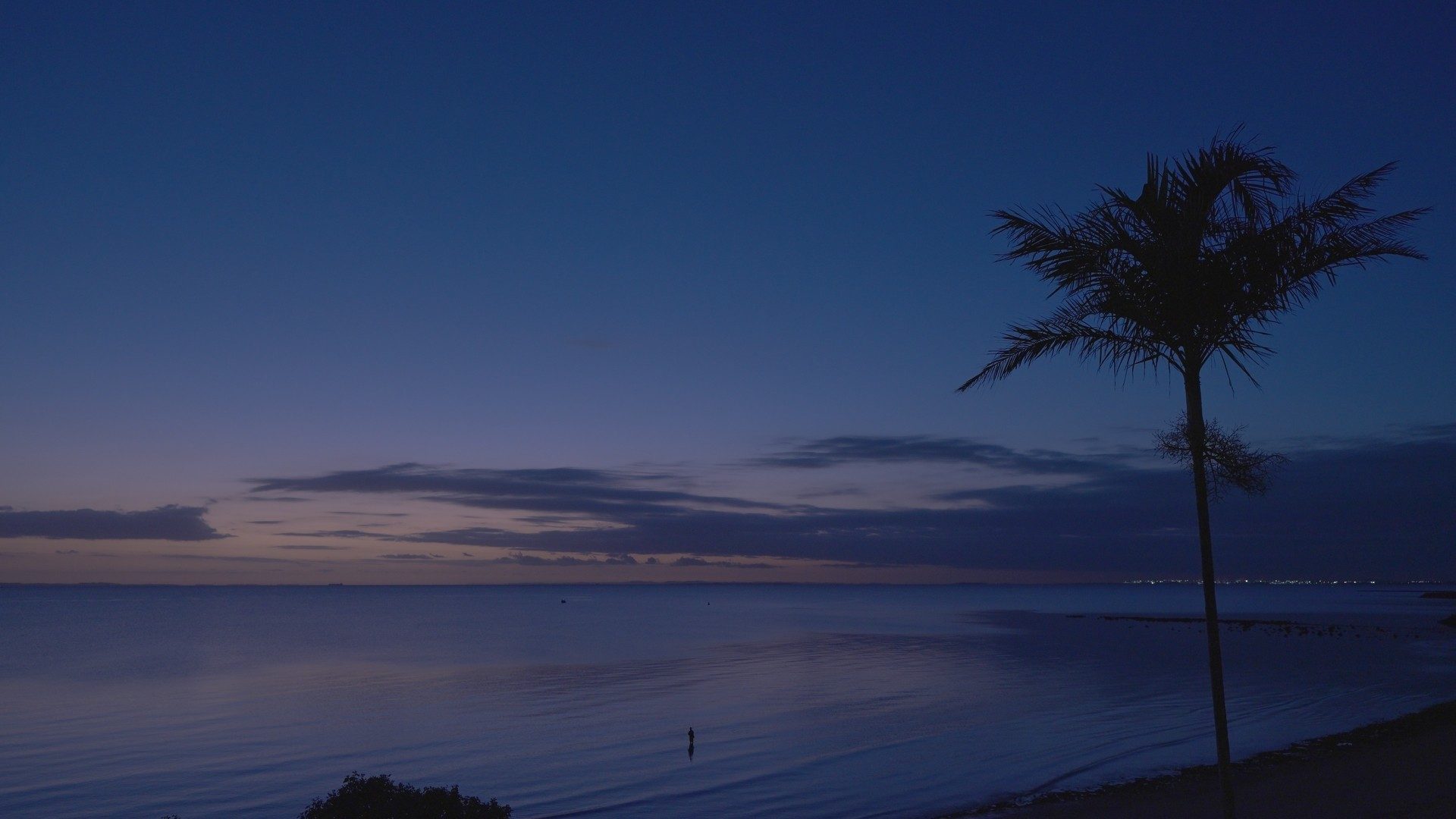Palm silhouetted against a calm bay at blue hour